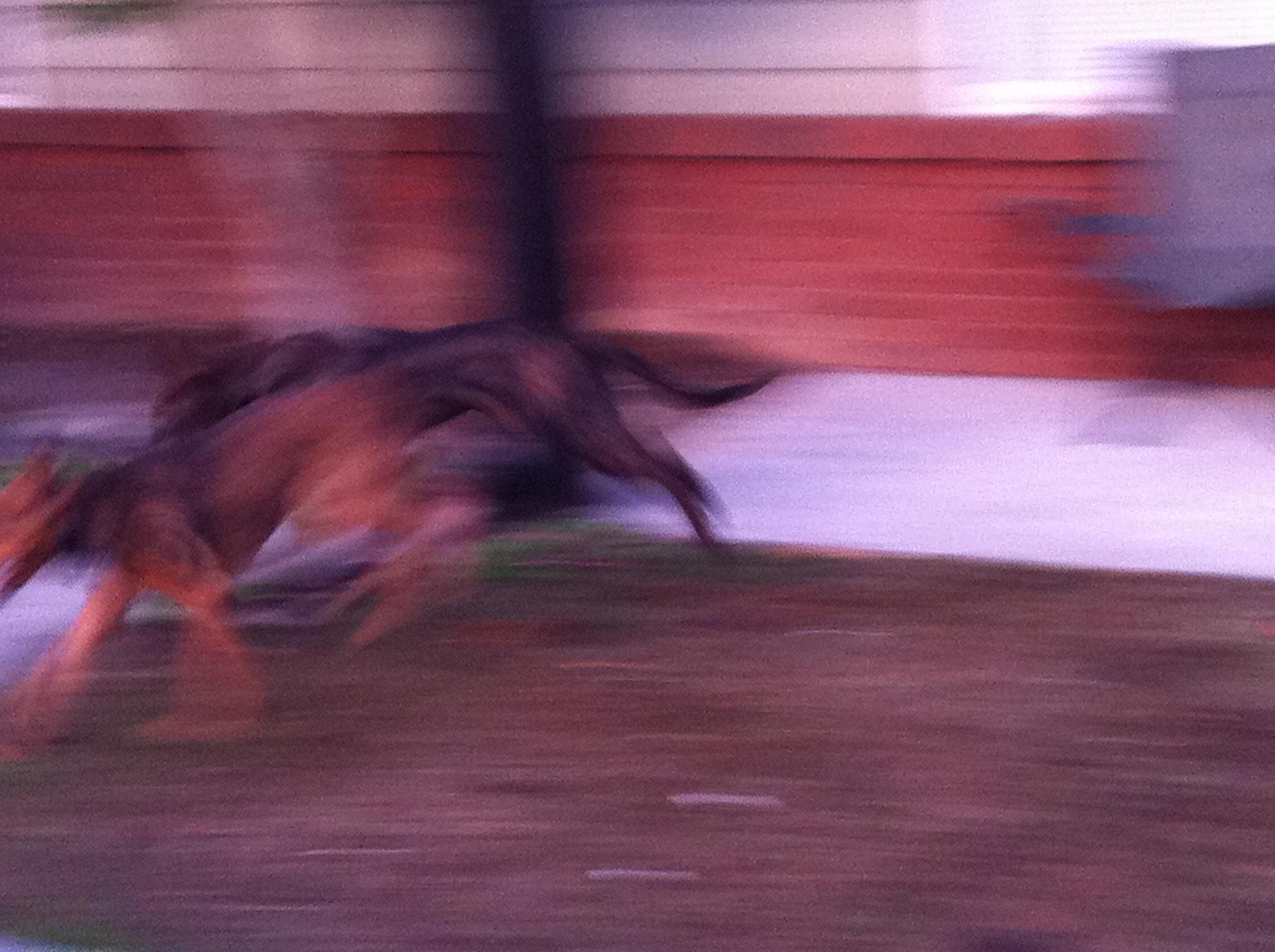 735866_10151618174738569_2067562595_o.jpeg