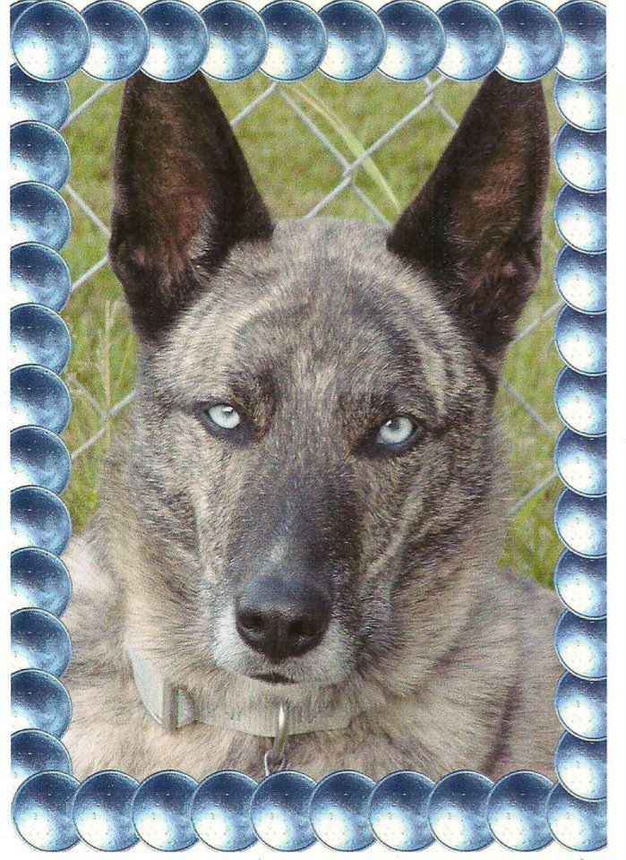 Cobalt, the older years