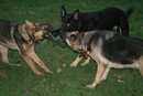 zena.pups.tug.jpg