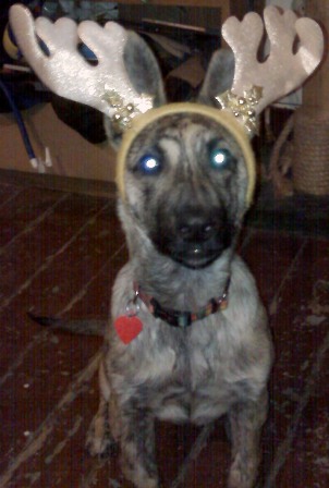 Christmas moose... funny, he didn't seem to mind the reindeer antlers...