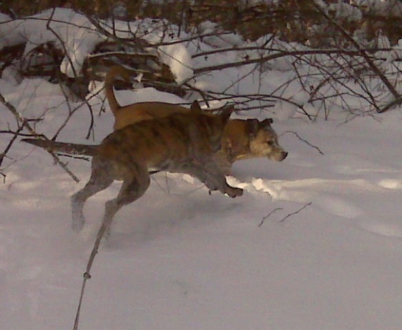 Moko's thoughts, "BANZAIIIIII!"  Maiyou's thoughts, "I swear, if he lands on me the second mom isn't looking I'm gonna stuff him in a snowbank..."