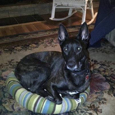 Desperately missing his soft surfaces, Diesel squeezed into the cat bed.