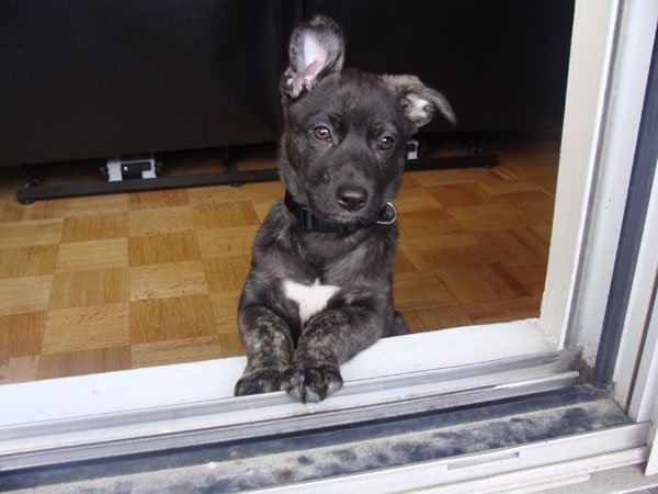 those ears....each they they would change - cutest ever