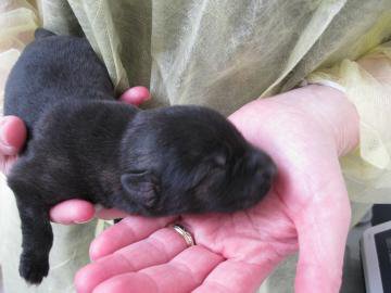 Hanna - approx 3 days old from Toronto Humane Society where she and 5 other pups, mum and dad were brought in from a Recycle yard