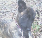 One ear is up!