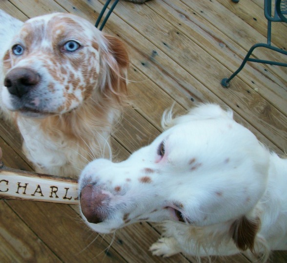 Him with his brother (who has correct UKC conformation)