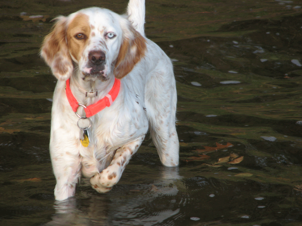 Another female setter with one blue eye whose owner sent me her picture when I mentioned Myles on a forum.