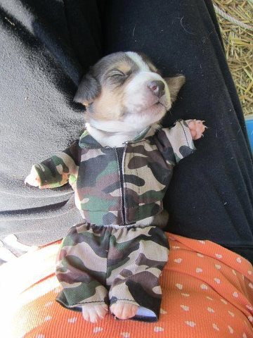DS Camo.jpg