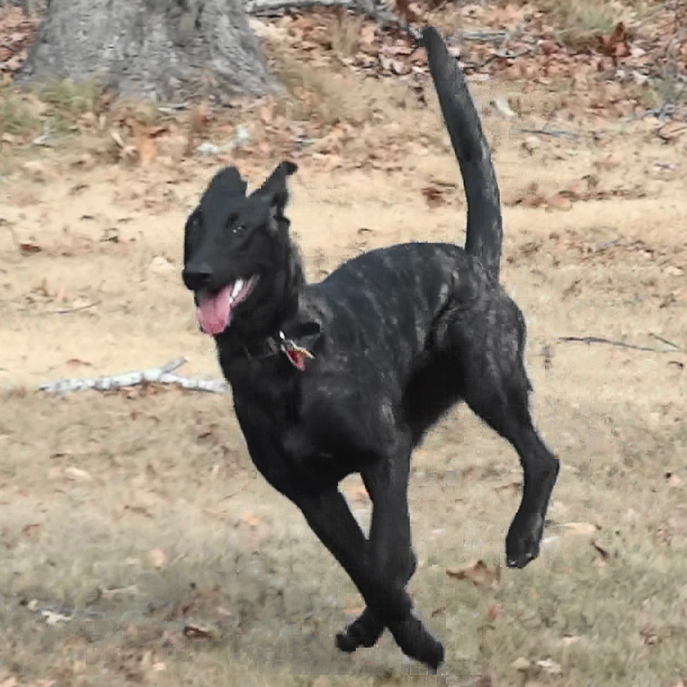 XANDER in stride.JPG