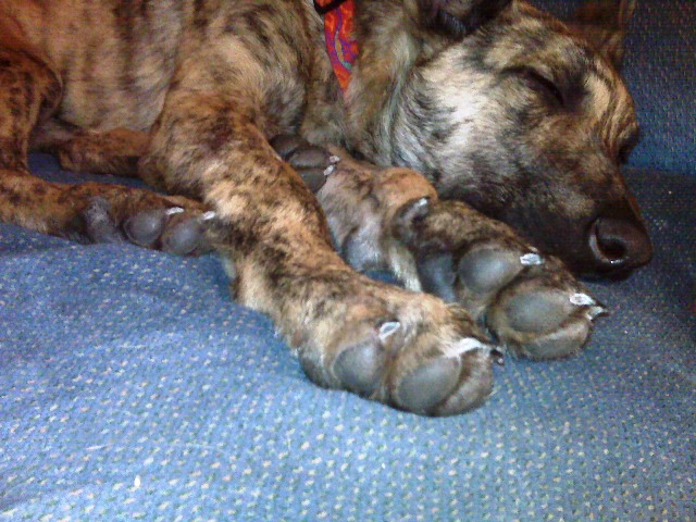 PAWS.jpg
