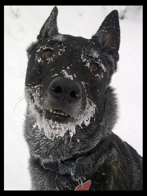 Frosty Face