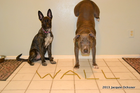 Kima our DS puppy and Tito our 3 yr old pitbull