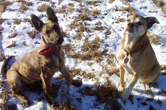 He used to be able to walk under Maiyou's belly, now he's as big as her...