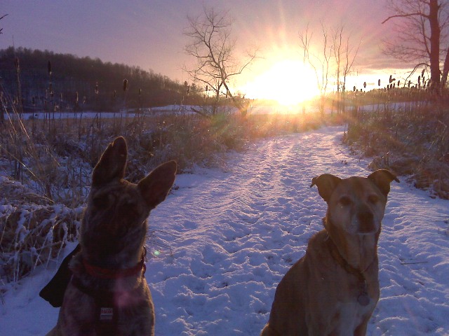 And of course I had to make the dogs pose in front of it...