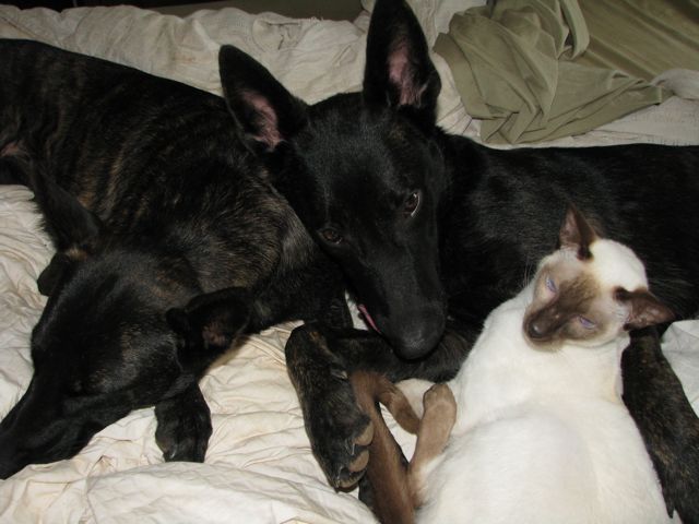 Snuggling with their favorite kitty!
