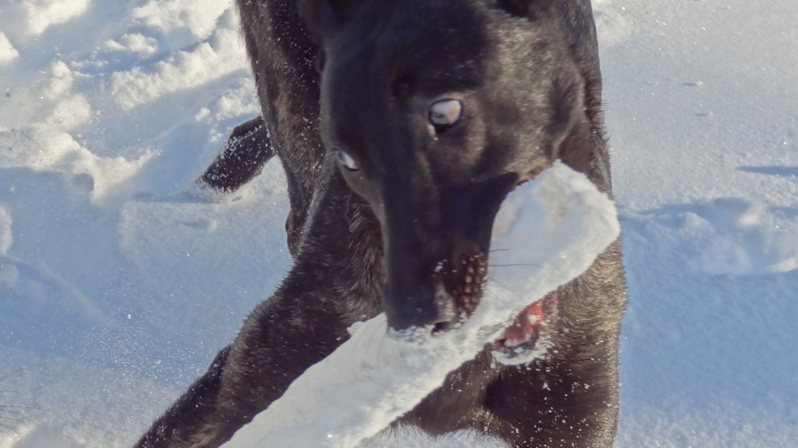 XANDER'S ICY SABRE TOOTH.JPG