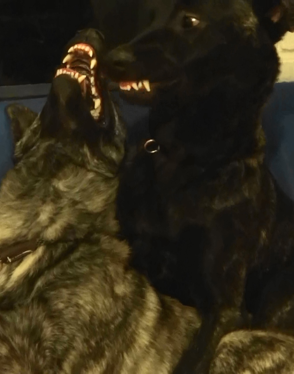 WHAT BIG TEETH YOU HAVE.JPG