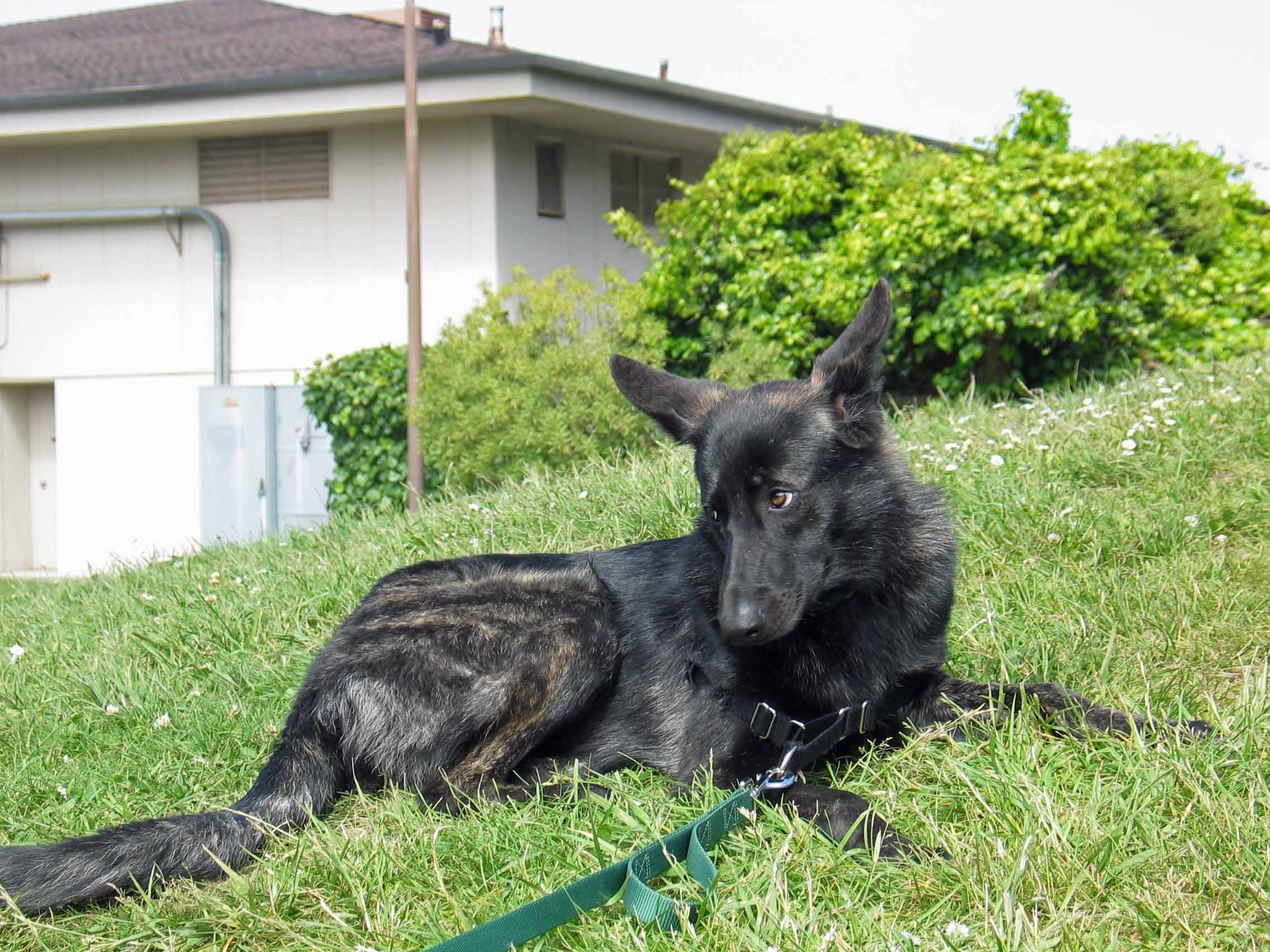 Izzie's Cute look,small photo.jpg