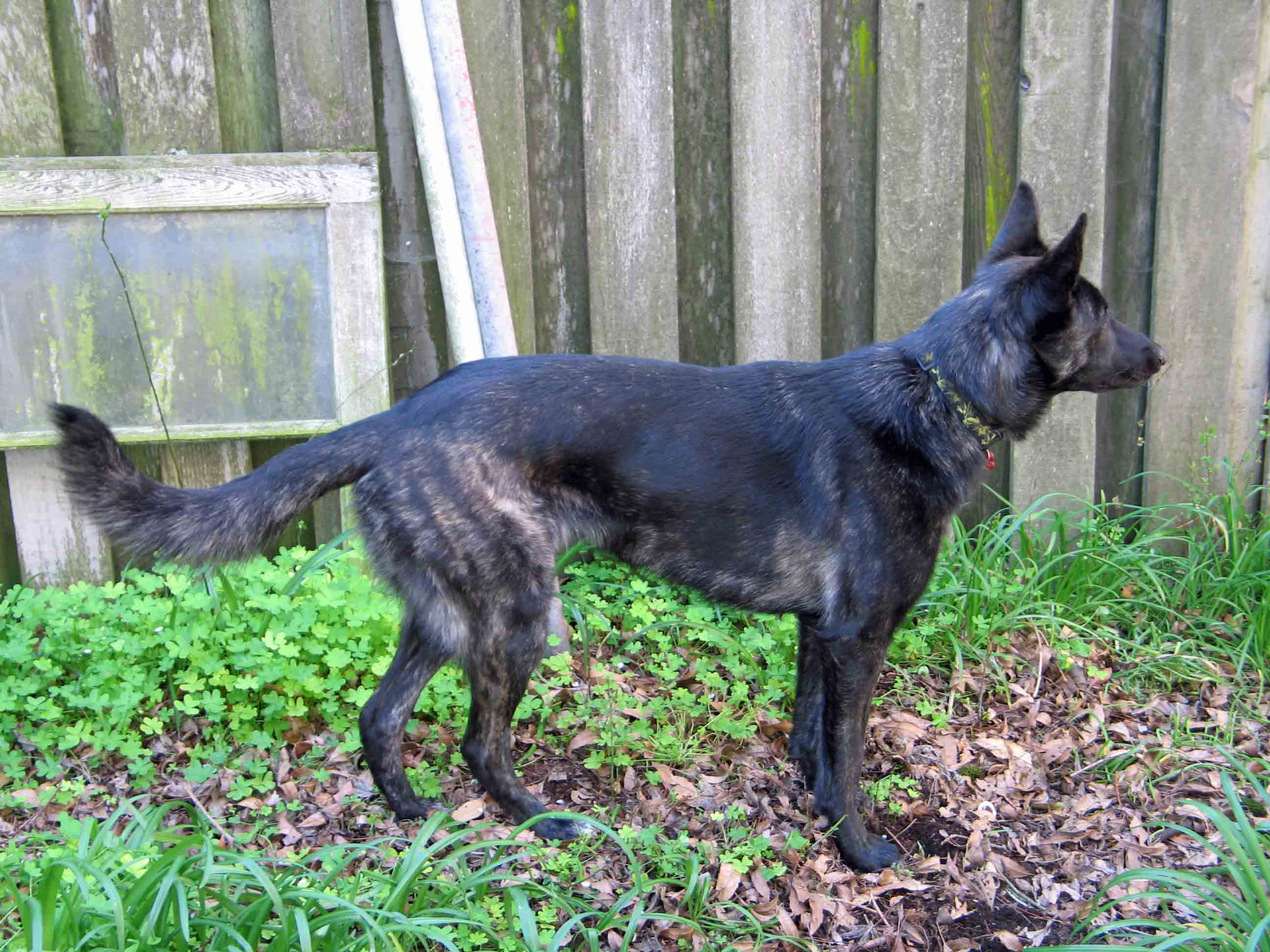 Izzie, backyard at shop, small picture.jpg