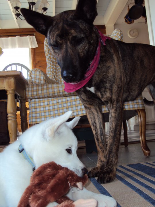 Zeta and Aria as a puppy