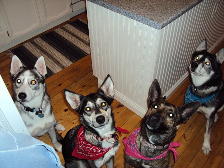 Z and her other friends-my sister's dogs