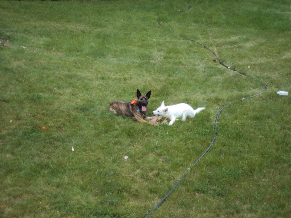 Zeta and her best friend- my parents' dog Aria