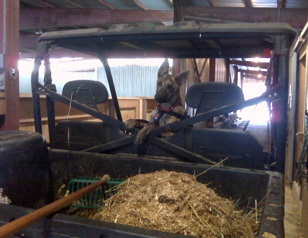 All that horse poop, just out of reach! No fair!
