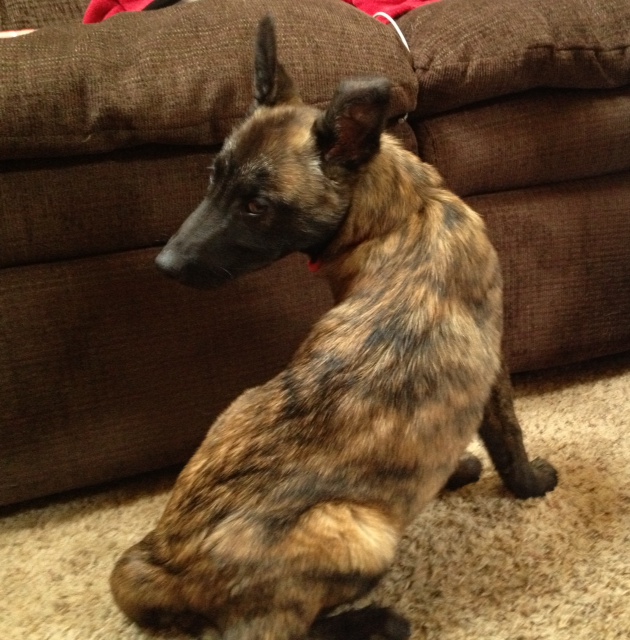 Scout 14 Weeks