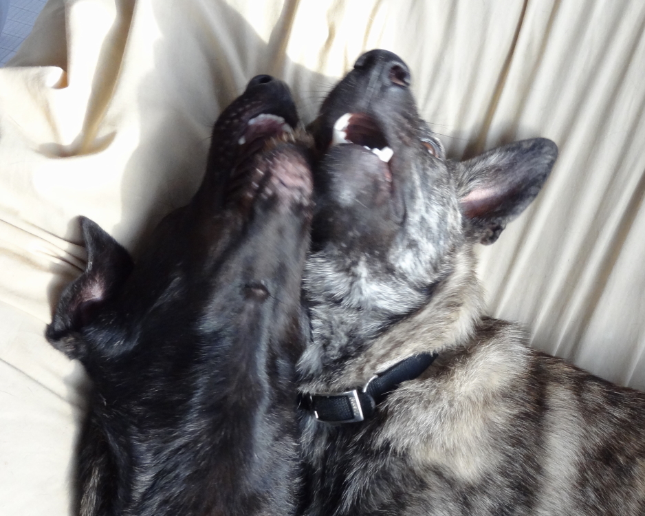 XANDER and SAKI HAVING A LAUGH.JPG