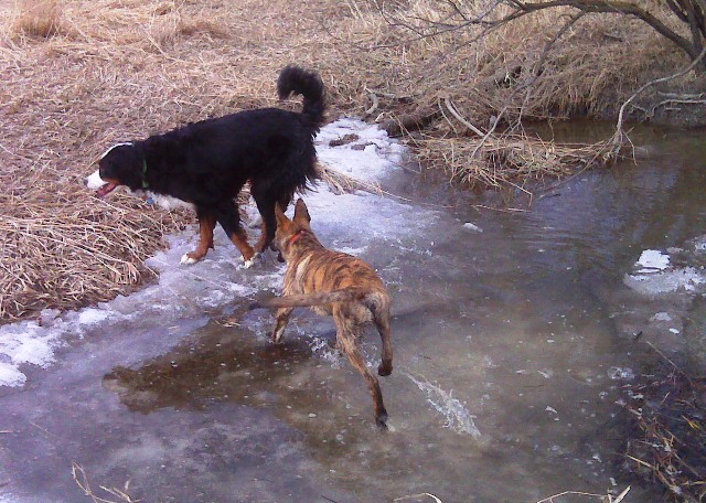Moko and Bruin playing by the river's edge