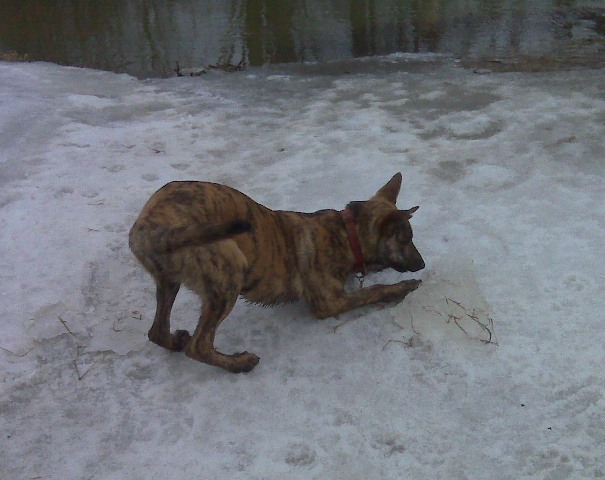 Got one!  Watch me push it along the ground! Vrooom!