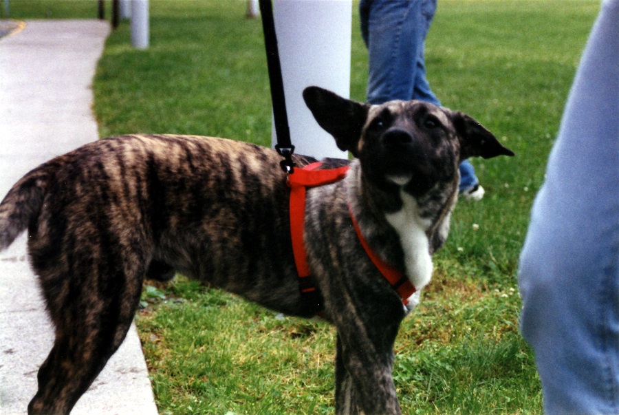 puppy trace 01.jpg