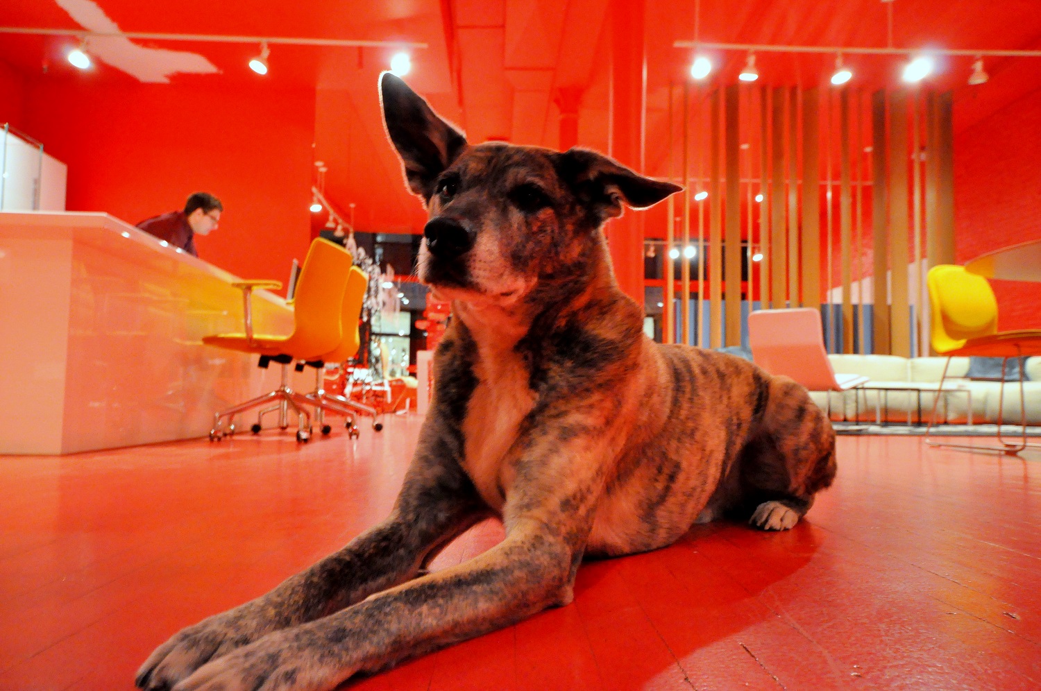TD shoppingSoho - sphinx pose.JPG