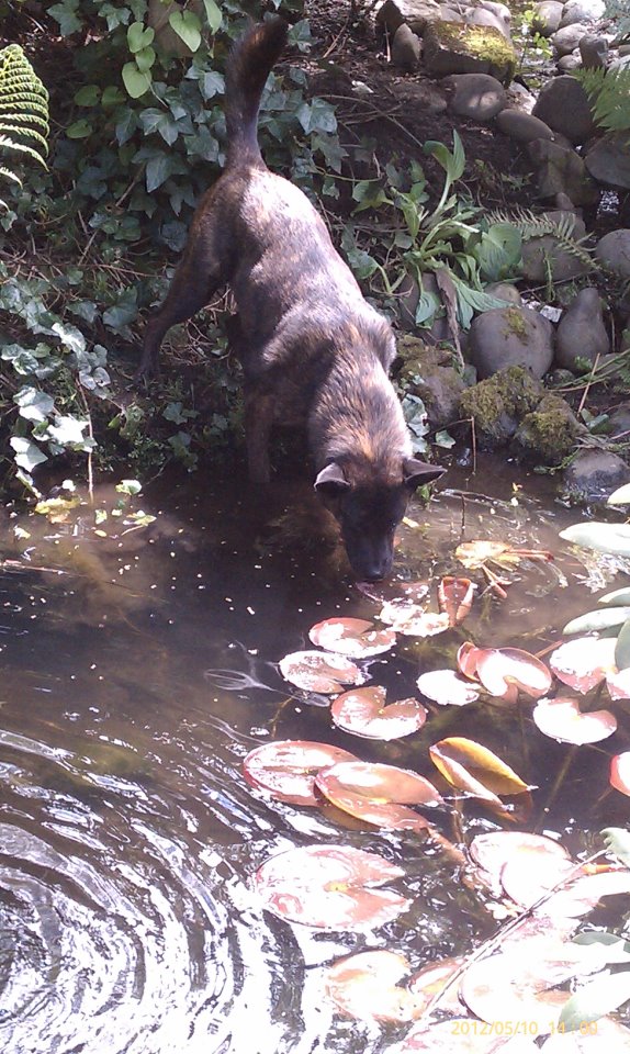 The Pond is Blooming