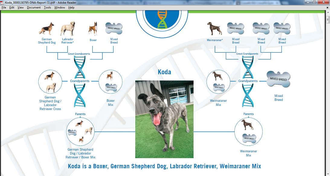 Dna Profile Page