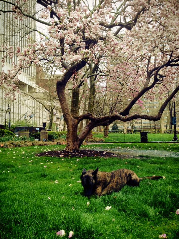 Amber under magnolia tree.jpg