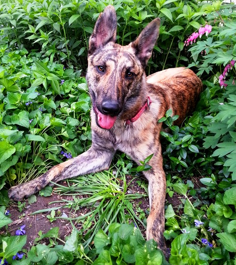 Moko among the violets and bleeding hearts