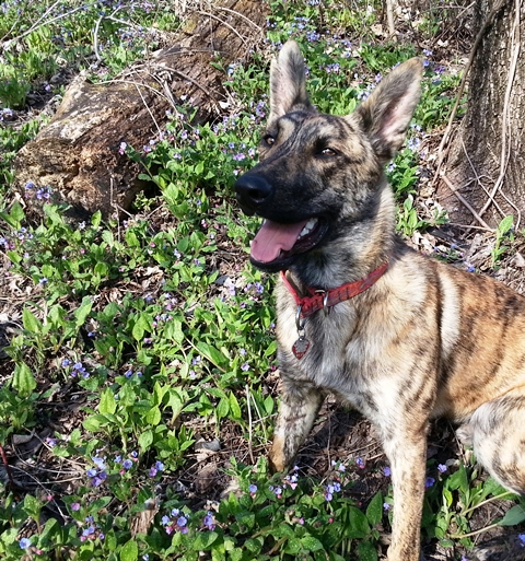Sitting amongst tiny wildflowers in the back yard early spring