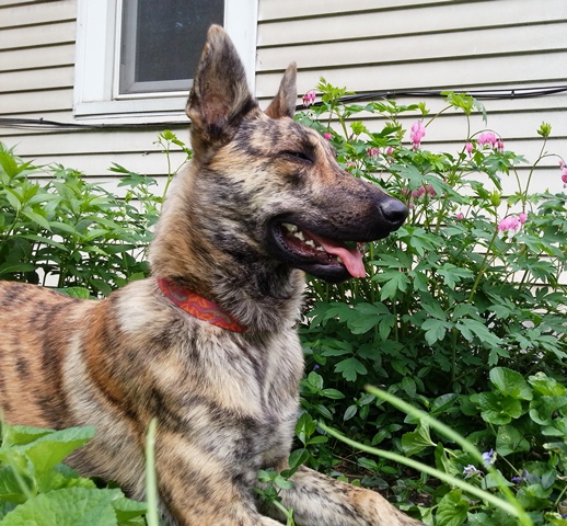 Half-dozing amongst the bleeding hearts and violets after an afternoon of running amok at the farm.