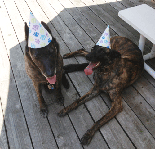 Party ! Party ! Party ! When does it start??