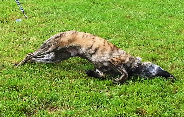 20130602_154547_7.jpg