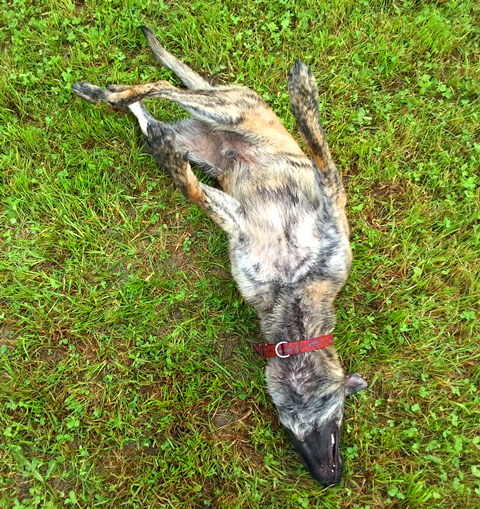 20130602_154735_2.jpg