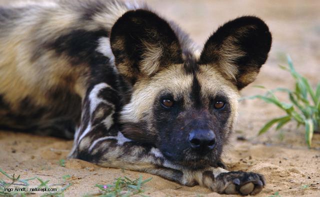 african_wild_dog_1.jpg