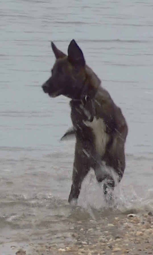 TxXan leaps on 1st visit to beach.JPG