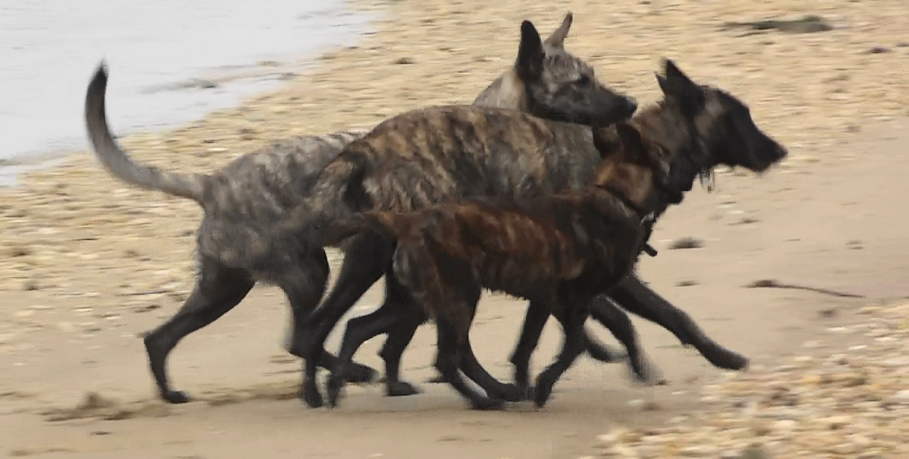 brindle puddle crossing beach.JPG