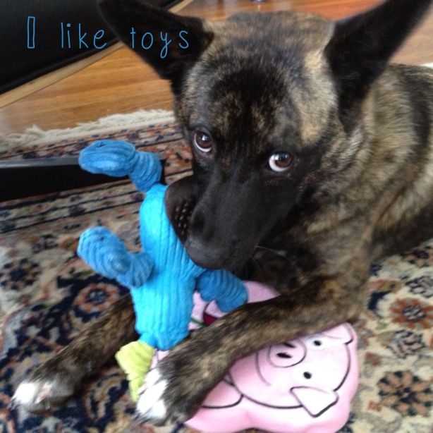 I_Like_Toys.jpg