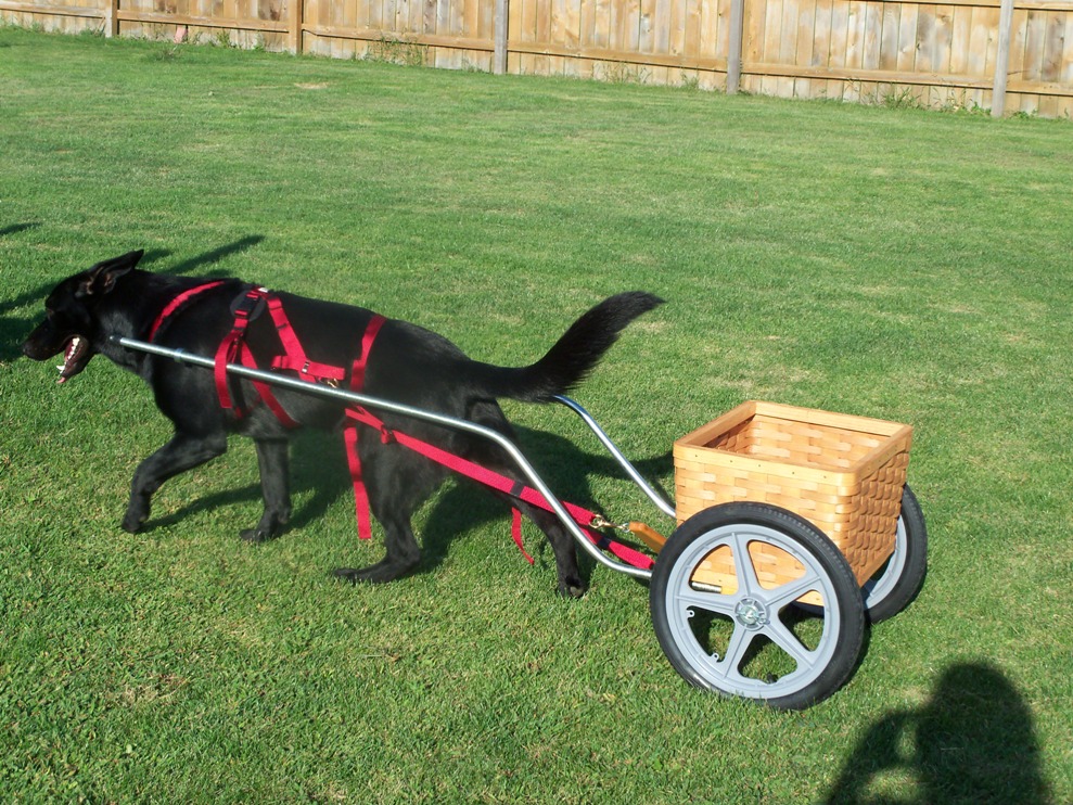 Mufasa cart.jpg