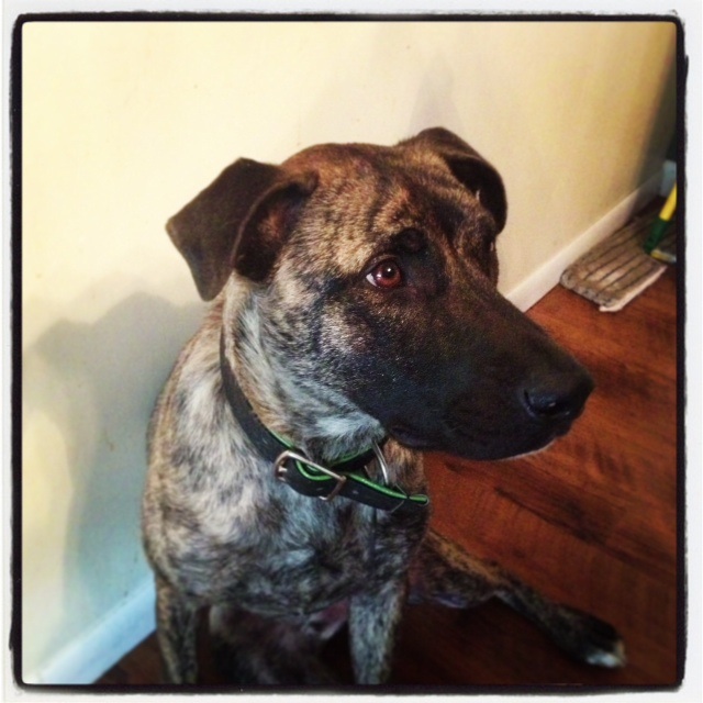 Nico has such a baby face... shepherd or hound???