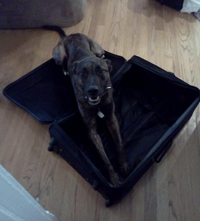 Odin-suitcase2.jpg
