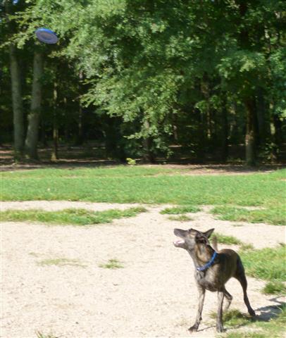here comes the frisbee